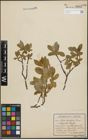 Foto von Salix hastata L.